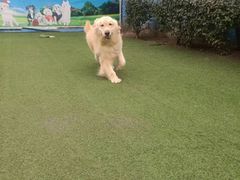 -宠物寄养训练学校