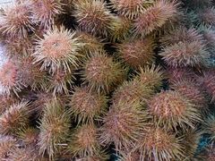 旅顺口黄金海胆-丁字口海鲜热炒·烧烤大排档