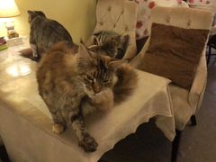 -猫色咖啡·猫咖