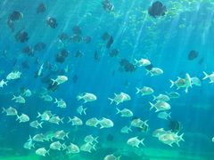 -瑞德姆美人鱼海底演艺主题餐厅(亚龙湾店)