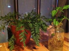 -喵园·猫主题咖啡厅·撸猫·猫咖(国贸店)