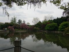 -嘉定紫藤园