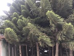 -海坛特色小吃·只做平潭特色菜(平潭店)