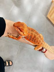 -Moni星球萌宠·小马宝莉·灵蛇·高端高阶全萌宠互动体验俱乐部(红豆国际广场店)