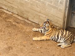 -西霞口神雕山野生动物世界