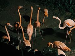 -清迈夜间动物园