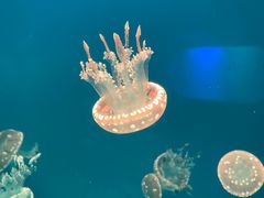 -福州罗源湾海洋世界旅游区