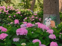 -上海共青森林公园