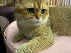 -MOCHA明星猫咖(田子坊店)