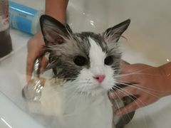 -momokira米努特·德文卷毛猫·棉花面纱犬