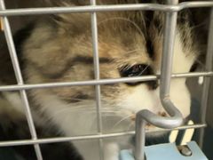 -宠福鑫动物医院(城北分院)