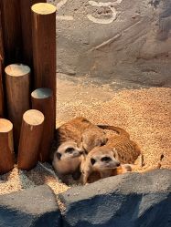 点击看大图 -Zoolung Zoolung动物主题公园(海信广场店)