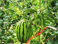 -庞各庄翠芳园西瓜蔬菜基地采摘园