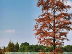 -白鹭湾湿地公园