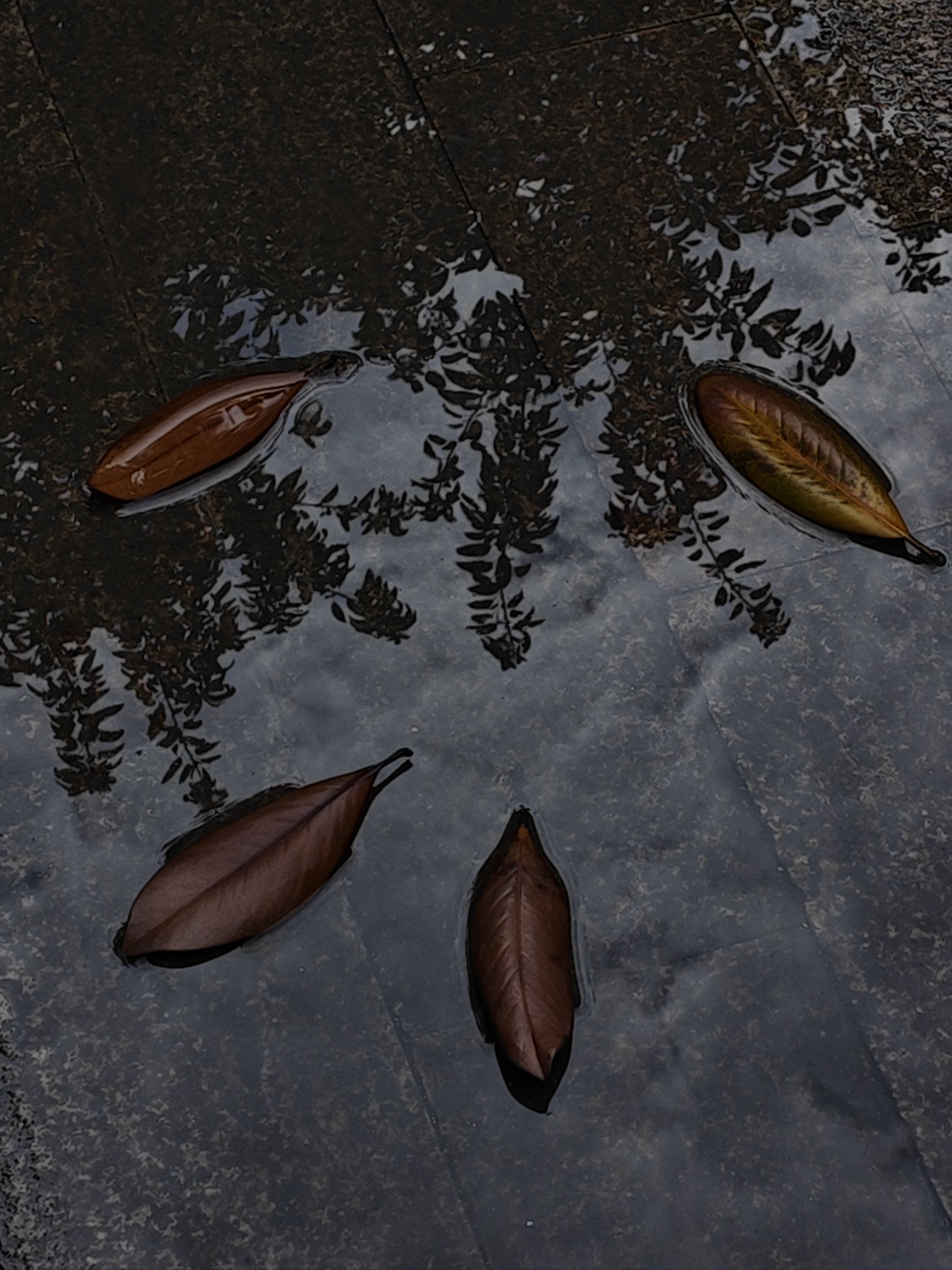 雨中落叶图片