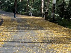-北极阁公园