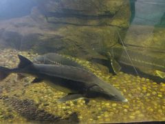 -泉州海丝野生动物世界