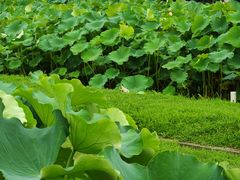 -嘉北郊野公园