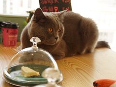-猫在这儿猫咪咖啡馆·撸猫馆