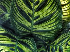 -龙大花卉苗木市场