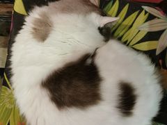 -猫色咖啡·猫咖
