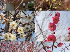 -花开海上生态园