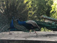 -昆明动物园