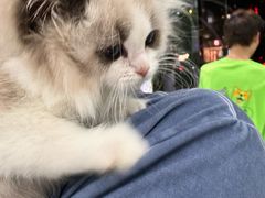 -唐小姐の猫狗洗护·购宠旗舰店(周浦万达店)
