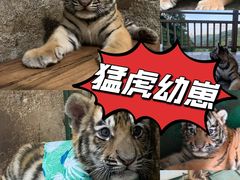 -栾川竹海野生动物园