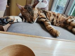 -猫和宫(六道口店)