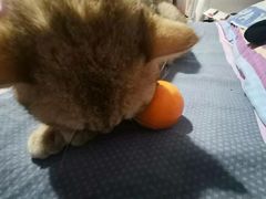 -东方名猫馆·英短金渐层布偶猫舍(环线广场1号楼店)