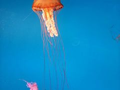 -太平洋海底世界