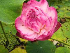 -南戴河国际娱乐中心