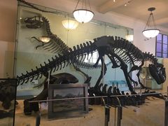 -美国自然历史博物馆