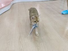 -1013 PET SHOP 宠物商店(近铁城市广场店)