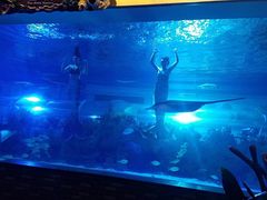 -成都浩海立方海洋公园