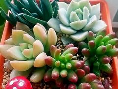 -龙大花卉苗木市场