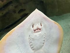 -珠海长隆海洋王国