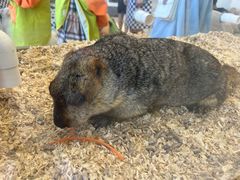 -怪兽屋·羊驼·猫咖·狗咖(俊华广场店)