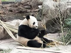 -都江堰中华大熊猫苑