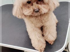 -Pets First伊珊娜洗护·精致美容·家庭式寄养(新会路店)