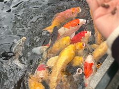 -寻味顺德·顺峰山庄(大良店)