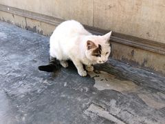 -卷耳咖啡
