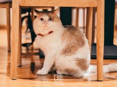 -绒爪撸猫下午茶·猫咖