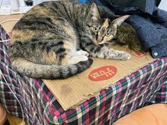 -周记热干面豆皮大王(桃花东街店)