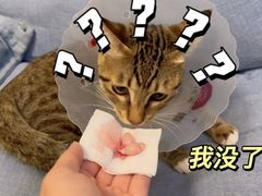 -可蒙动物医院·猫科·骨科中心(首义路店)