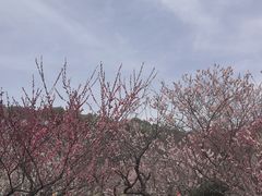 -无锡梅园公园