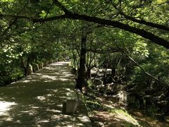 -牛背梁国家森林公园