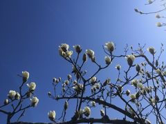 -翠花老菜饺子馆(七宝店)