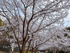 -高东镇樱花园